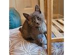 Alfred Domestic Shorthair Young Male