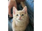 Creamer Domestic Shorthair Kitten Male