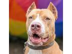 Adopt Purple Rain a Mixed Breed