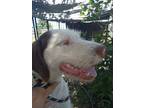 Adopt Sarge a German Wirehaired Pointer, Spaniel