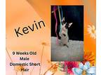 Kevin Domestic Shorthair Kitten Male