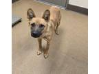 Adopt Mike (the Situation) a Shepherd, Mixed Breed