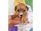 Biscuit, Terrier (unknown Type, Medium) For Adoption In Corona, California