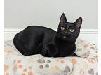 Tanzy, Domestic Shorthair For Adoption In Dundee, Michigan