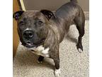 Norma, American Staffordshire Terrier For Adoption In Merriam, Kansas