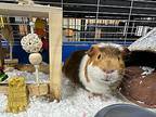 Polo, Guinea Pig For Adoption In South Salem, New York