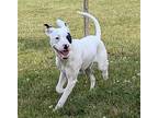 Aperol, American Pit Bull Terrier For Adoption In Germantown, Ohio