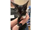 Mittens, Domestic Shorthair For Adoption In St Cloud, Florida