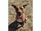 Adopt STORMY a Pit Bull Terrier