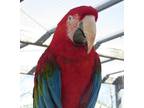 Adopt Scooter a Macaw