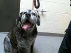 Adopt BUBBLES a Cane Corso