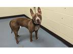 Adopt KARMA a Pit Bull Terrier