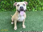 Adopt SHILO a Pit Bull Terrier