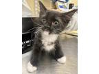 Adopt LOUISE a Domestic Short Hair