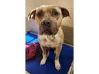 Adopt TAFFY a Pit Bull Terrier