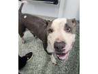 Adopt ROXIE a Pit Bull Terrier, Mixed Breed