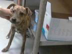 Adopt SADIE a Pit Bull Terrier