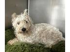 Adopt Sweetie a Schnauzer, Mixed Breed