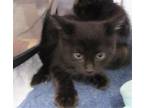 Adopt PRETZEL a Domestic Short Hair