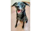 Adopt MARCELENE a Labrador Retriever