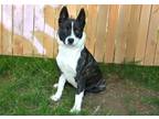 Adopt DUTCHESS a Border Collie