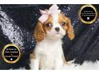 Cavalier King Charles Spaniel Puppy for sale in Fort Wayne, IN, USA