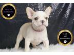 French Bulldog Puppy for sale in Fort Wayne, IN, USA