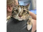 Adopt ASHES a Domestic Short Hair