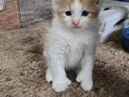 Red And White Extra Toe Male Maine Coon Kitten