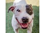 Adopt Kelly A2148598 a Pit Bull Terrier