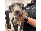 Adopt [phone removed] "Noah" a Pit Bull Terrier