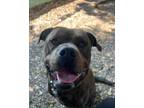 Adopt BUSCOE a Pit Bull Terrier, Rottweiler