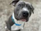 Adopt SHADOW a Pit Bull Terrier