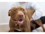 Adopt Arthur a American Staffordshire Terrier