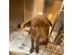 Adopt Atticus a Chocolate Labrador Retriever