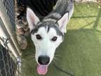 Adopt ARF VADER a Siberian Husky