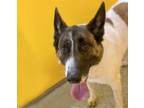 Adopt NAAIER a German Shepherd Dog