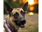 Adopt ORECCHIETTE* a German Shepherd Dog