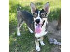 Adopt BEAN a German Shepherd Dog, Mixed Breed