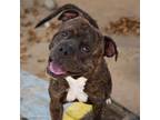 Adopt HAM BONE a Pit Bull Terrier