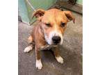 Adopt GEPPETTO a Pit Bull Terrier