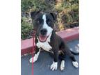 Adopt OLLIE a Pit Bull Terrier
