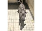 Adopt DEEBO a American Staffordshire Terrier