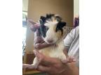 Adopt A070339 a Guinea Pig