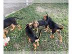 Bloodhound PUPPY FOR SALE ADN-808014 - Two males Two females