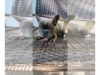 French Bulldog PUPPY FOR SALE ADN-808029 - Adorable French bulldog puppy for
