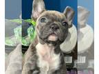 French Bulldog PUPPY FOR SALE ADN-808051 - French Bulldog