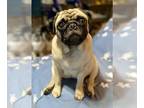 Pug PUPPY FOR SALE ADN-808066 - Menace Due