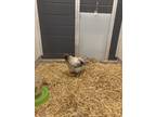 Adopt GIMLI a Chicken