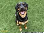 Adopt COMET a Black and Tan Coonhound, Mixed Breed